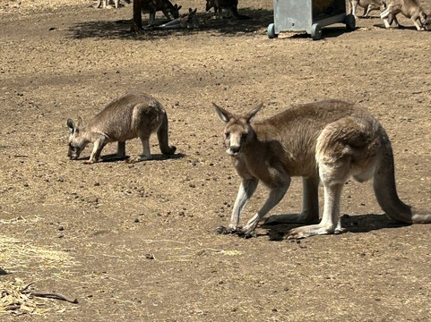 Zoodoo野生动物园-Richmond必去景点