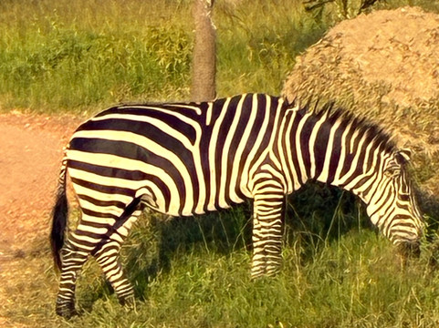 Monkey Adventures-坎帕拉必去景点