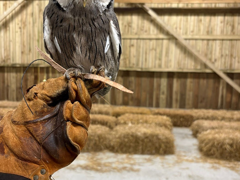 Screech Owl Sanctuary & Animal Park-St Columb Major必去景点