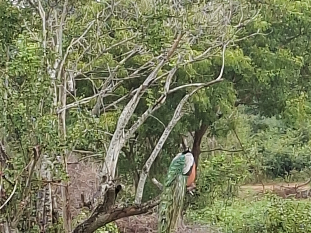 Wilderness Safari Udawalawe-乌达瓦拉瓦必去景点