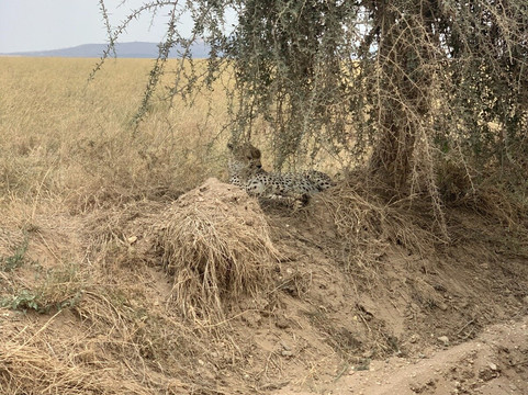 Grey Joy Safari Adventures-阿鲁沙必去景点