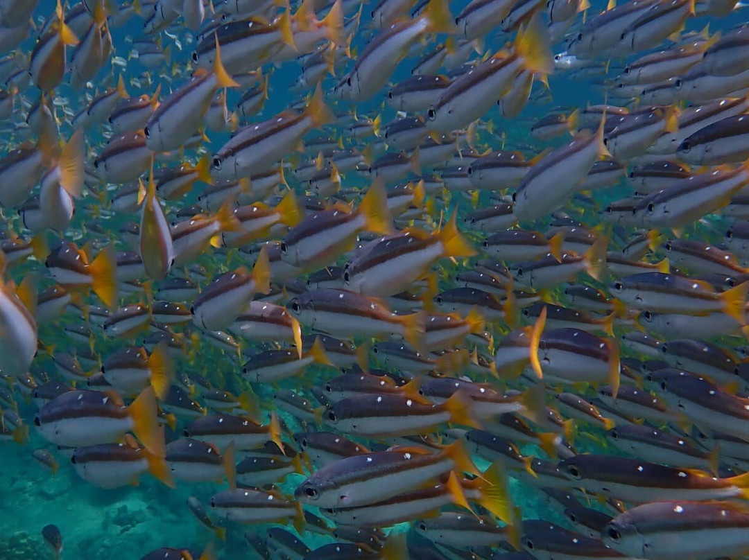 甲米萨瓦迪潜水中心-奥南必去景点