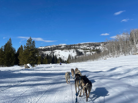Grizzle-T Dog & Sled Works-斯廷博特斯普林斯必去景点