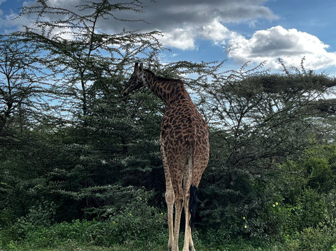 Lomo Tanzania Safari-阿鲁沙必去景点