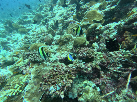 Dive Butler Amilla-芭环礁必去景点