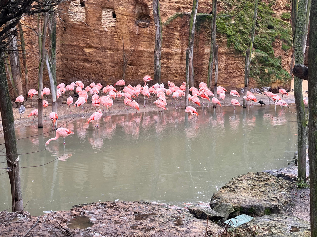 Bioparc - Zoo de Doué la Fontaine-Doue-la-Fontaine必去景点