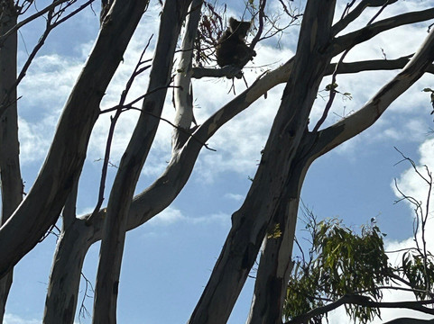 Little Sahara-袋鼠岛必去景点