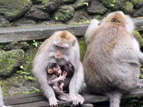 Safe Bali Driver (Ketut Suwenda) - Day Tours-登巴萨必去景点
