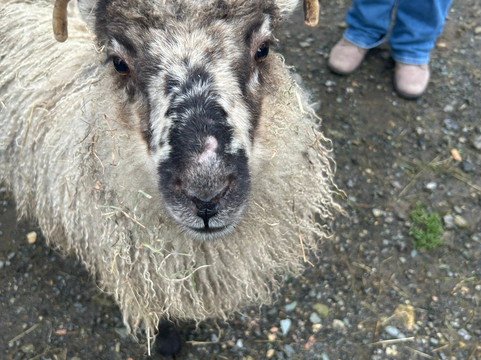 Sheep Smarts-Rathdrum必去景点