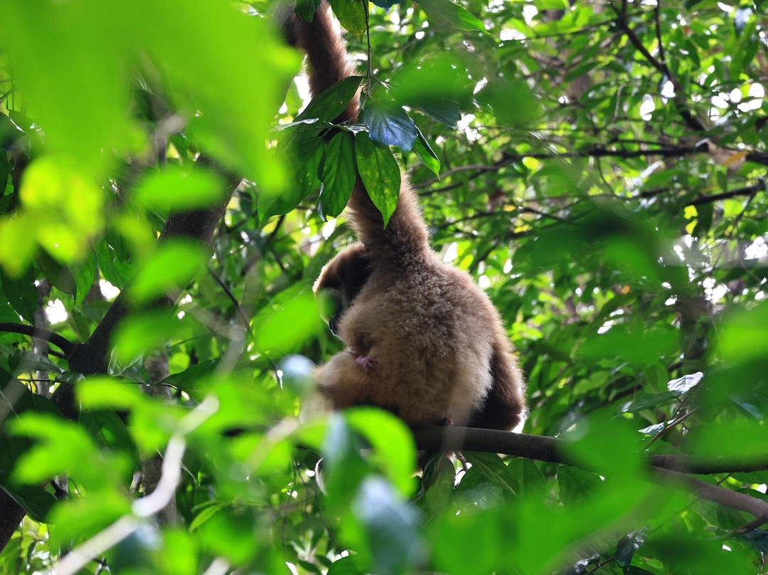 Sumatra Jungle Trekking-武吉拉旺必去景点