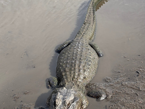 Ragin Cajun Airboat Tours-新奥尔良必去景点