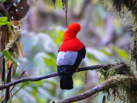 Ecuador Birds Tours-基多必去景点