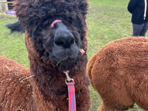 Alpaca Alpaca At Leven Valley-Yarm必去景点