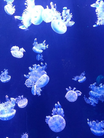 失落的空间水族馆-三亚市必去景点