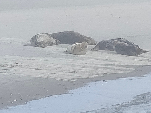 Zeehond Robbentocht-Nes必去景点