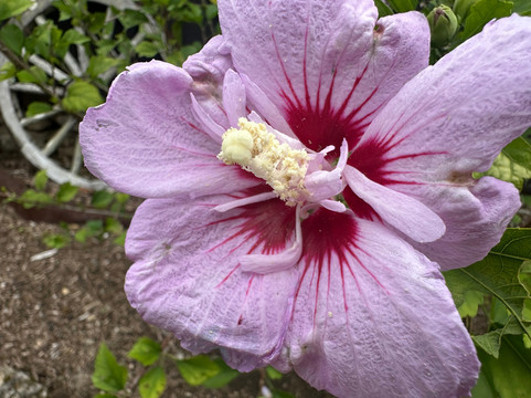 Pitcairn Settlers Village-诺福克岛必去景点