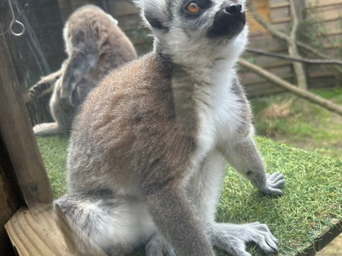 North Florida Wildlife Center-Lamont必去景点