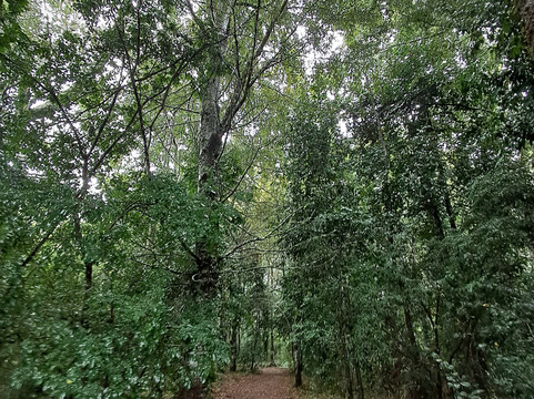 Centro de Humedales Río Cruces-瓦尔迪维亚必去景点