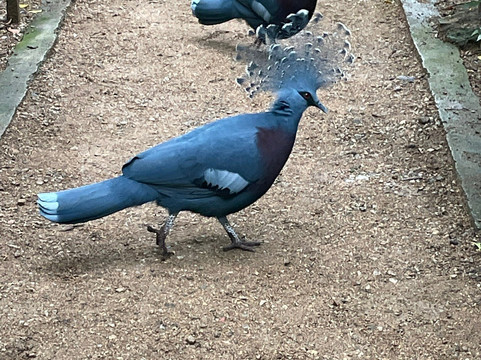 Port Moresby Nature Park-莫尔兹比港必去景点