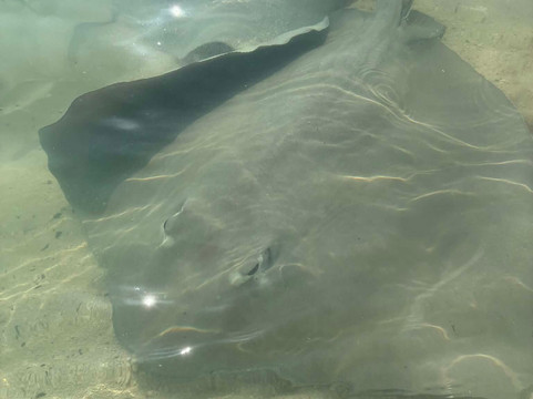 Meridis Dive and Water Sports at Cocogiri-Vashugiri必去景点