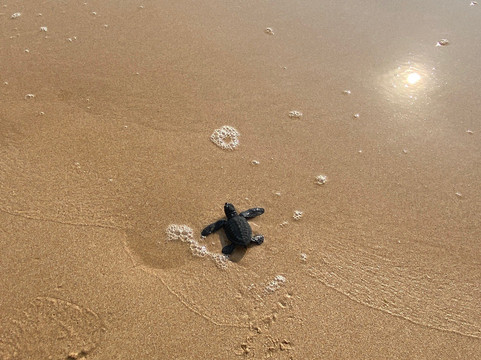 黑卡杜瓦海龟孵化场-希克杜沃必去景点