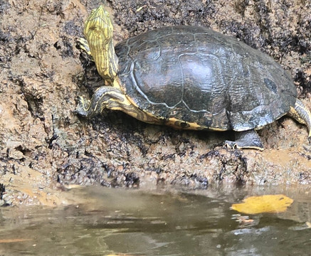 Monkey Mangrove Tour-克波斯必去景点