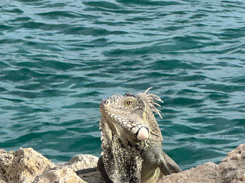 Blue Bay Beach-威廉斯塔德必去景点