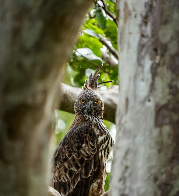 Sumatra Orangutan Tours-武吉拉旺必去景点