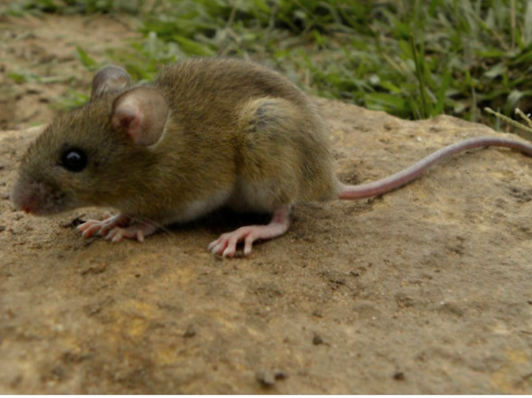 燕子酒店 - 限成人主图