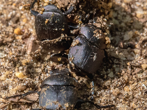 Salt Springs Recreation Area-Salt Springs必去景点