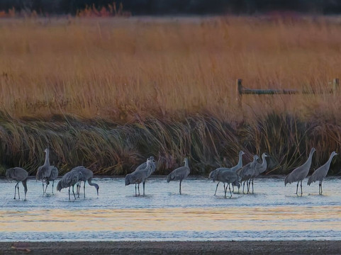 Crane Trust-Wood River必去景点