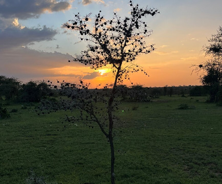Shemeji Safari-阿鲁沙必去景点
