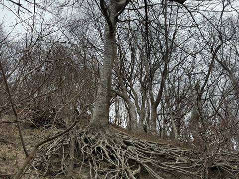 Møns Klint-Moen必去景点