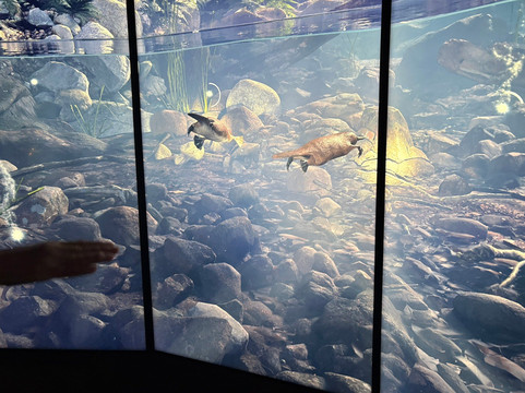 澳大利亚国家博物馆-堪培拉必去景点