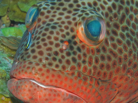 Sea Saba Dive Center-Windwardside必去景点