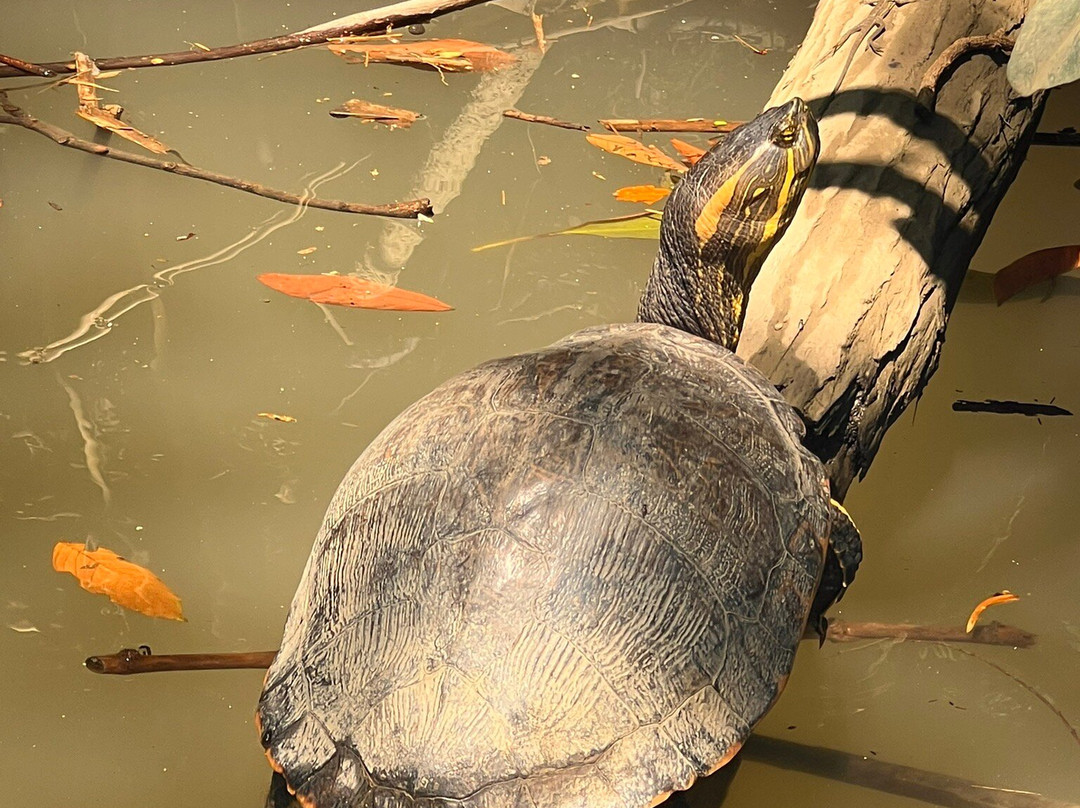 Aracari Experience-乌维塔必去景点