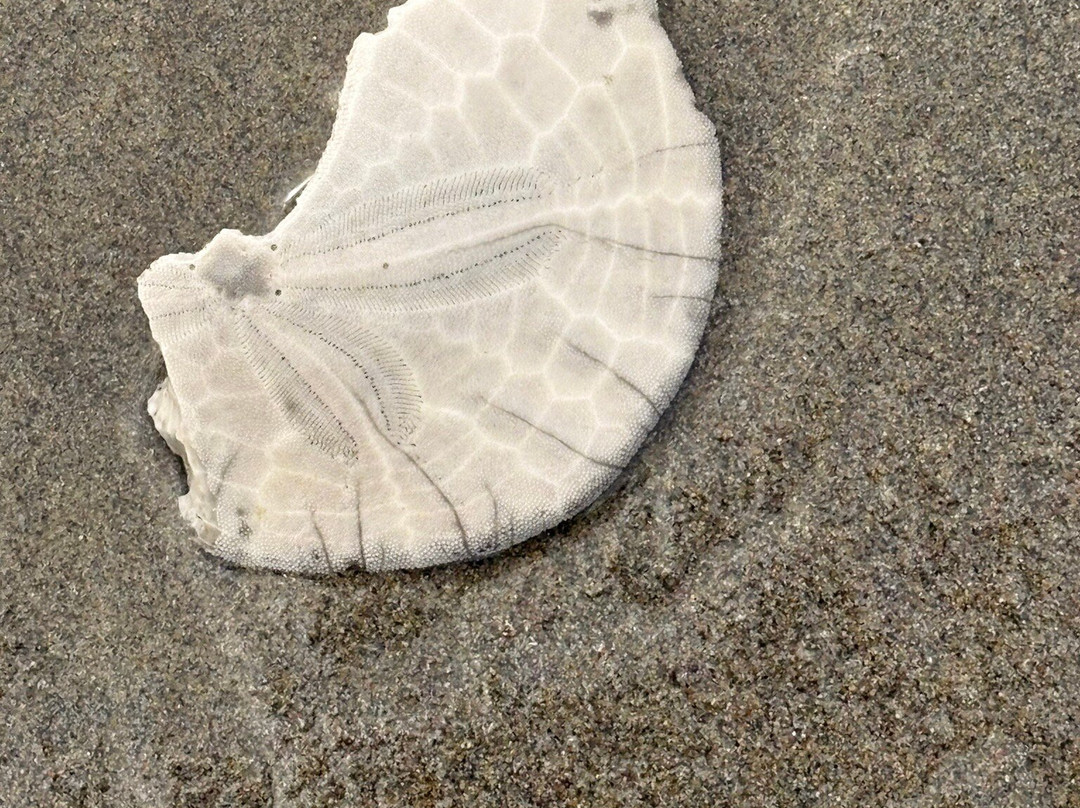 Seaside Beach Oregon-锡赛德必去景点