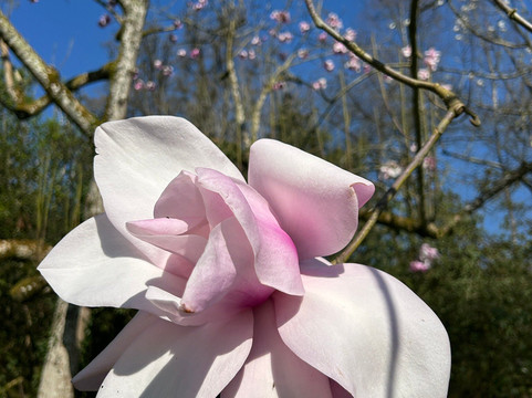 National Trust - Knightshayes Court-蒂弗顿必去景点