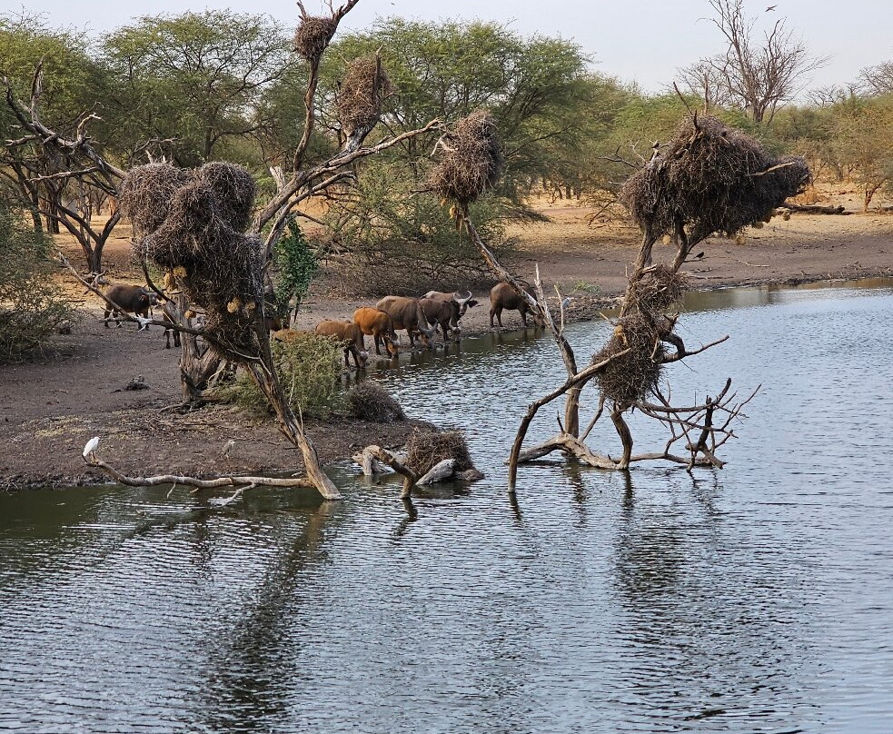Max Sakho Chauffeur Guide-Saly必去景点