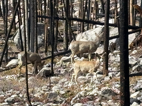 North Inlet Trail-落基山国家公园必去景点