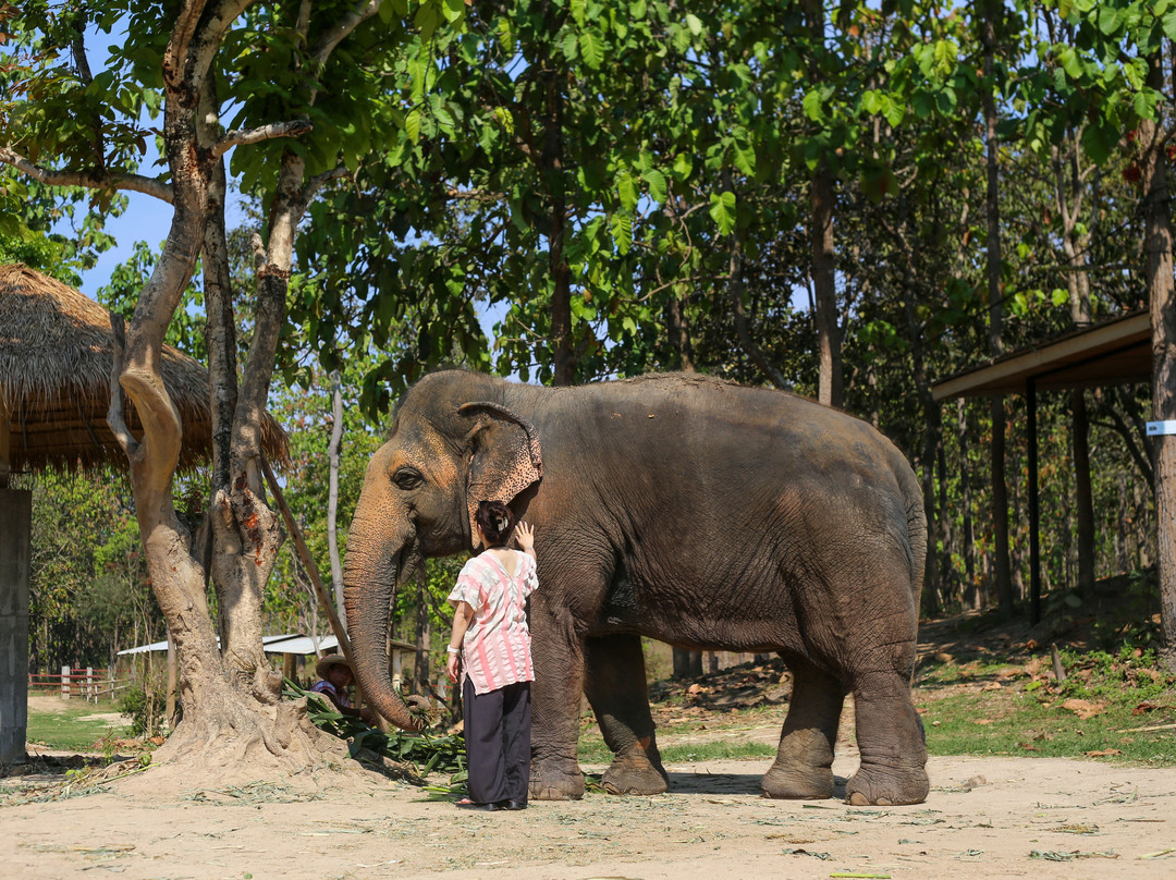 Maerim Elephant Sanctuary-夜林必去景点