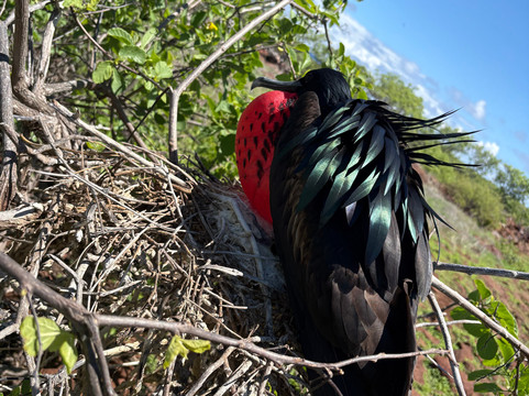 Cruise In Galapagos-阿约拉港必去景点