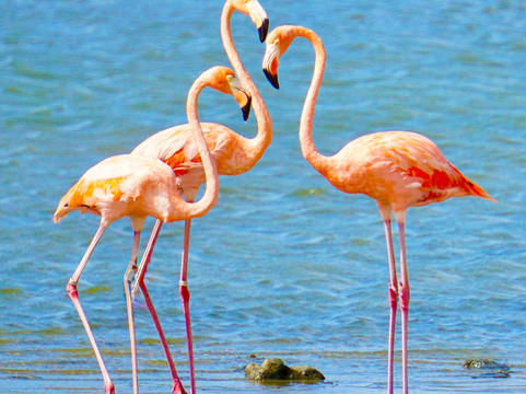Horse Ranch Bonaire-Kralendijk必去景点