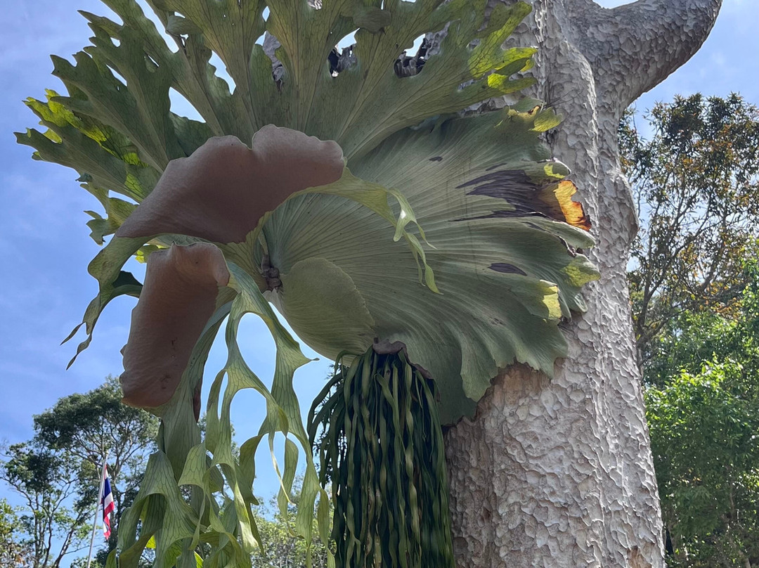 Bobby's Jungle Tours-北冲县必去景点