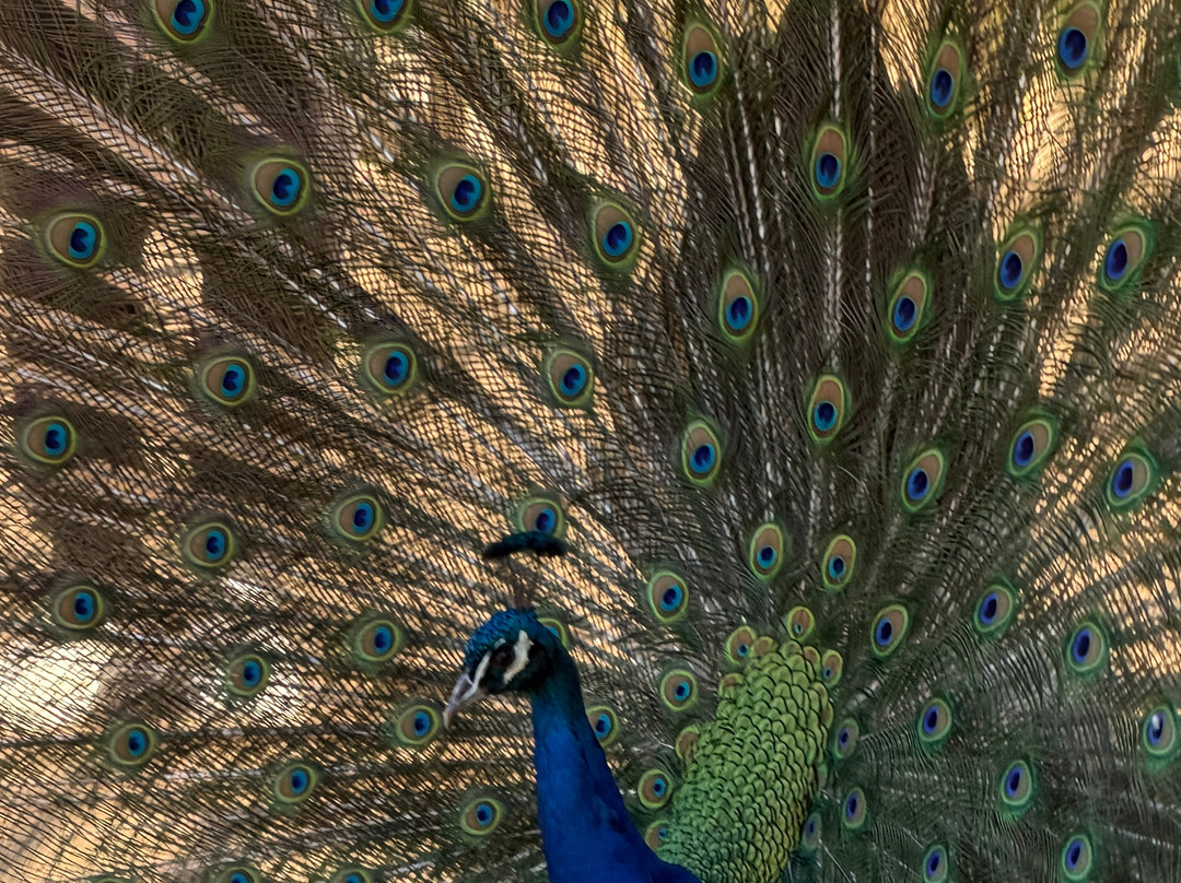 Pangea Park-Bjaeverskov必去景点