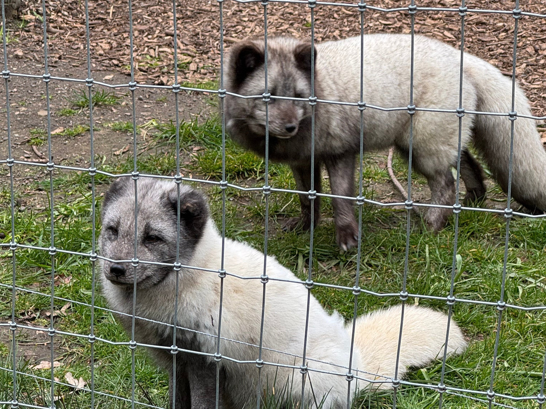 Jimmy's Farm & Wildlife Park-伊普斯威奇必去景点