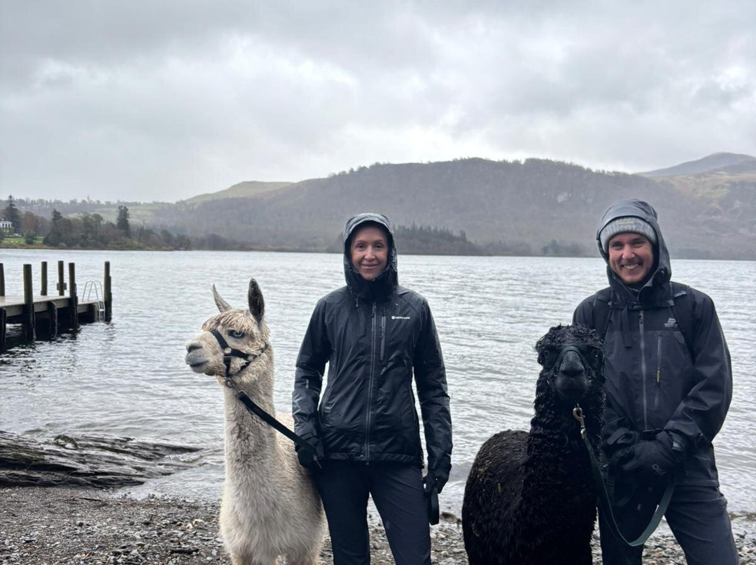 Alpacaly Ever After-Portinscale必去景点