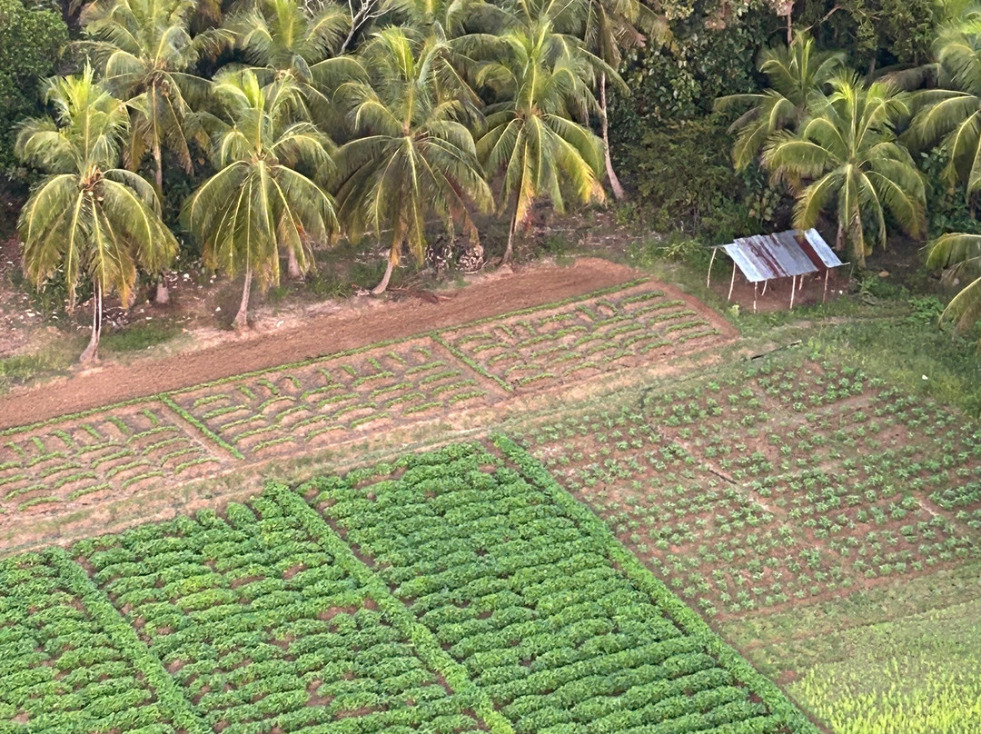 Sun Rise Ballooning-丹布拉必去景点