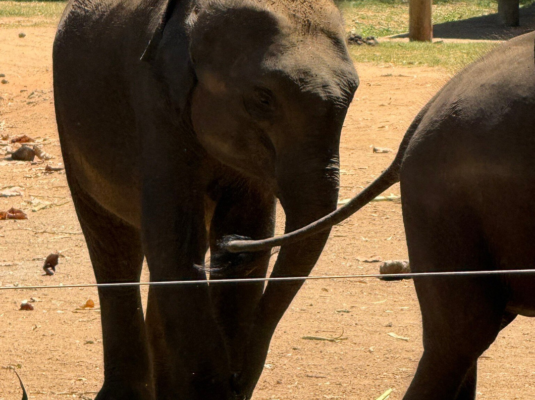 Udawalawa Elephant Orphanage-乌达瓦拉瓦必去景点