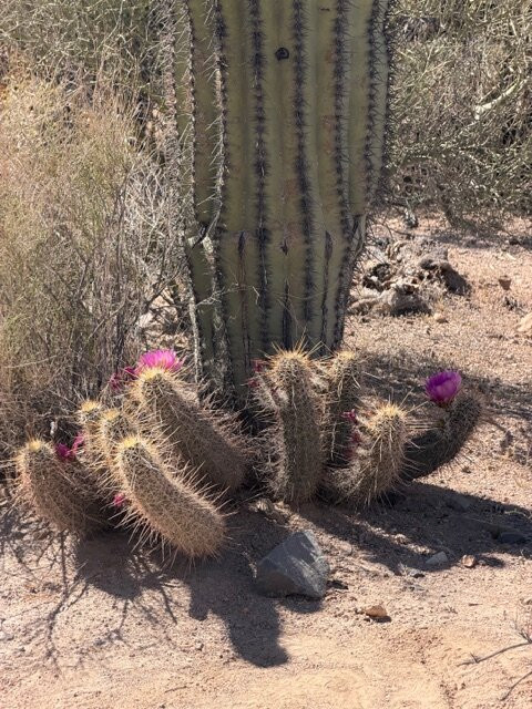Saguaro National Park-图森必去景点